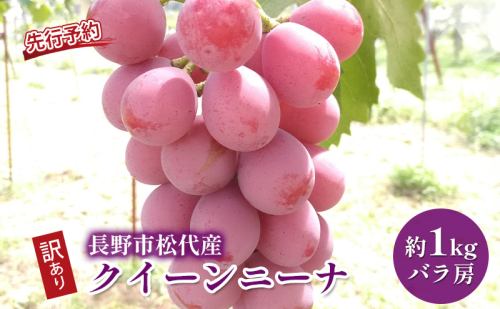 ぶどう 先行予約 長野市松代産 訳ありクイーンニーナ 約1kg バラ房 葡萄 ブドウ 果物 フルーツ デザート おやつ TAKANO農園 信州 果物類 マスカット ギフト 手土産  601029 - 長野県長野市