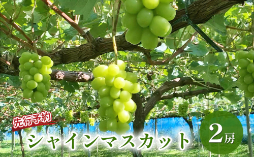 ぶどう 先行予約 シャインマスカット 2房 葡萄 ブドウ 果物 フルーツ シャイン マスカット デザート おやつ 信州 2026年秋発送頃  601030 - 長野県長野市