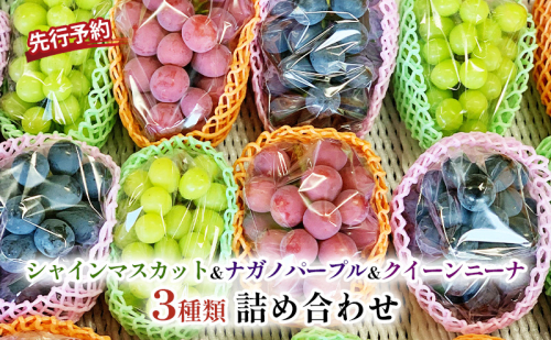 ぶどう  シャインマスカット ＆ ナガノパープル ＆ クイーンニーナ 3種類 詰め合わせ セット お楽しみ 食べ比べ 葡萄 ブドウ 果物 フルーツ シャイン マスカット デザート 信州 2026年秋発送頃  601031 - 長野県長野市