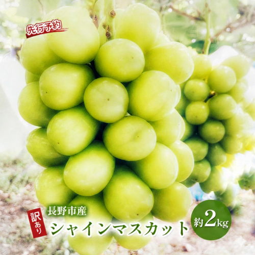 2026年産ぶどう 先行予約 長野県産 シャインマスカット 約2kg 訳あり 葡萄 ブドウ 果物 フルーツ シャイン マスカット デザート おやつ 信州  601043 - 長野県長野市