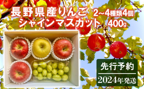 先行予約 長野県産りんご2～4種類4個シャインマスカット400g 2024年発送 601044 - 長野県長野市
