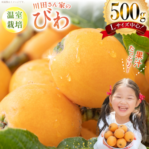 AF220【令和8年度出荷分】果汁たっぷり！川田さん家の温室栽培びわ 500g [びわ ビワ フルーツ 果物 長崎県 島原市] 601212 - 長崎県島原市