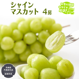 （茨城県共通返礼品：結城市産） 一房、ニ房じゃ物足りないシャインマスカット好きの方に 【内容量】 シャインマスカット 4房 【消費期限】 3〜4日 【申込期日】 2025年11月末まで 【発送期日】 
