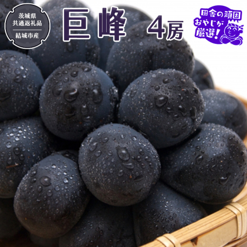 巨峰 4房 【2026年8月より発送開始】（茨城県共通返礼品 [ぶどう]：結城市産）田舎の頑固おやじが厳選！ ぶどう ブドウ 葡萄 高糖度 大粒 甘い フルーツ 美味しい [BI294-NT] 601756 - 茨城県つくばみらい市