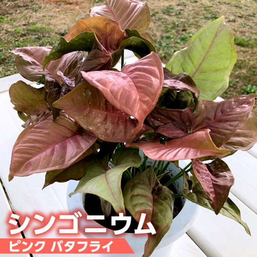 観葉植物 】 シンゴニウム ・ ピンク バタフライ 1鉢 シンゴニューム