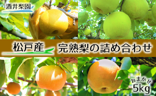 CO007 【酒井梨園】 松戸の完熟梨 品種おまかせ 5kg