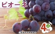 [№5757-0304]ピオーネ 4kg （上） ぶどう 葡萄 フルーツ 果物 岡山県 岡山県産 2024年 先行予約