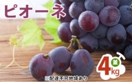[№5757-0305]ピオーネ 4kg （並） ぶどう 葡萄 フルーツ 果物 岡山県 岡山県産 2024年 先行予約