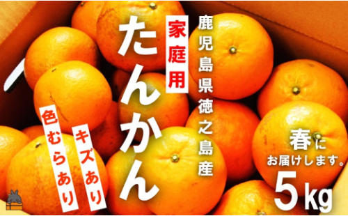 1318 《先行予約》（家庭用）見た目は△！でも味は◎！徳之島産“もぎたて”たんかん（5kg） （ 訳あり 訳有 わけあり ワケ有 タンカン フルーツ みかん 果物 柑橘 甘い 徳之島 奄美 鹿児島 もぎたて フレッシュ 世界自然遺産 フルーツアイランド 先行予約）