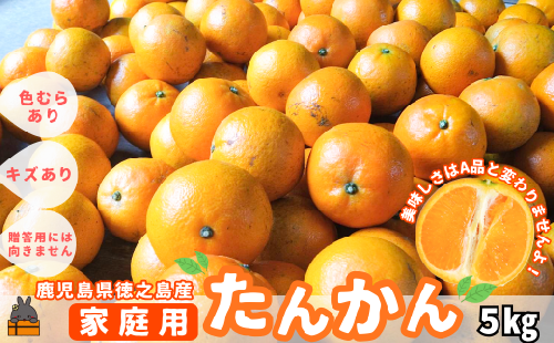1318 《先行予約》（家庭用）見た目は△！でも味は◎！徳之島産“もぎたて”たんかん（5kg） （ 訳あり 訳有 わけあり ワケ有 タンカン フルーツ みかん 果物 柑橘 甘い 徳之島 奄美 鹿児島 もぎたて フレッシュ 世界自然遺産 フルーツアイランド 先行予約）