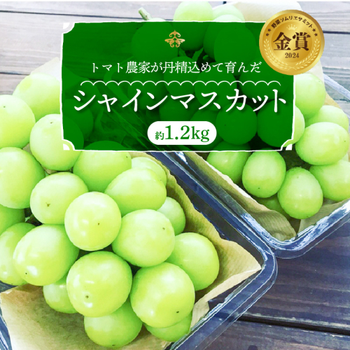 【2026年発送】皆さんの応援から実った シャインマスカット 約1.2kg（2房）【数量限定】 フルーツ 果物 長田農園 産地直送 甘い ご褒美 プレゼント 美容 健康 リピート多数 人気 高評価 碧南市 H004-151 604831 - 愛知県碧南市