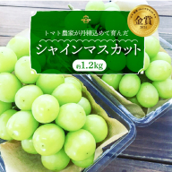 【2026年発送】皆さんの応援から実った シャインマスカット 約1.2kg（2房）【数量限定】 フルーツ 果物 長田農園 産地直送 甘い ご褒美 プレゼント 美容 健康 リピート多数 人気 高評価 碧南市 H004-151