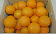 [№5850-0515]清見　約10kg ［温州みかんの甘味とオレンジの香り］