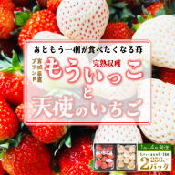 【完熟収穫】いちご　紅白セット　もういっこ　天使のいちご　250g×2パック　【04324-0205】