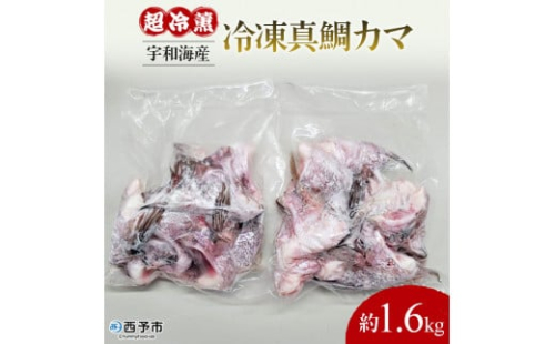 異次元の鮮度！宇和海産『超冷薫』冷凍真鯛カマ