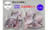 異次元の鮮度！宇和海産『超冷薫』冷凍真鯛カマ