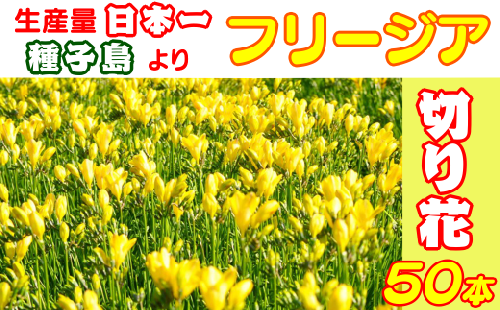 先行予約 種子島 フリージアの切り花セット50本 イエロー 480pt Nfn301 鹿児島県西之表市 Au Pay ふるさと納税