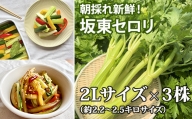 No.208 朝採れ新鮮！坂東セロリ3株 ／ 野菜 朝どれ 茨城県 特産品