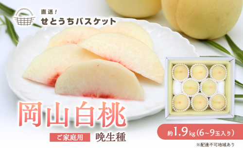 桃 2025年 先行予約 岡山 白桃（晩生種）ご家庭用 約1.9kg 6～9玉入り もも モモ 岡山県産 国産 フルーツ 果物 直送！せとうちバスケット  606785 - 岡山県瀬戸内市