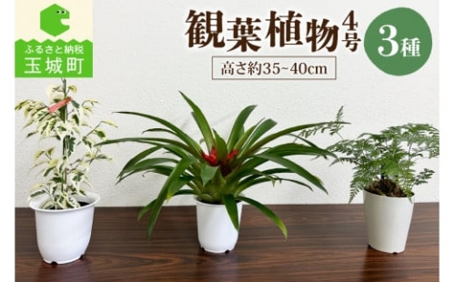 観葉植物3種プラ鉢セット 606893 - 三重県玉城町