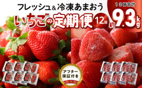 【いちごの年間定期便】　あまおう　約560g（約280g×2パック）× 12月〜5月まで計6回　　 冷凍あまおう　1000g（500g×2パック）×6月〜11月まで計6回