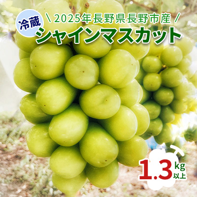 2026年長野県長野市産　冷蔵シャインマスカット　1.3kg以上 果物 ぶどう フルーツ デザート おやつ 食後 信州のぶどう 長野県産 高級ぶどう 607591 - 長野県長野市