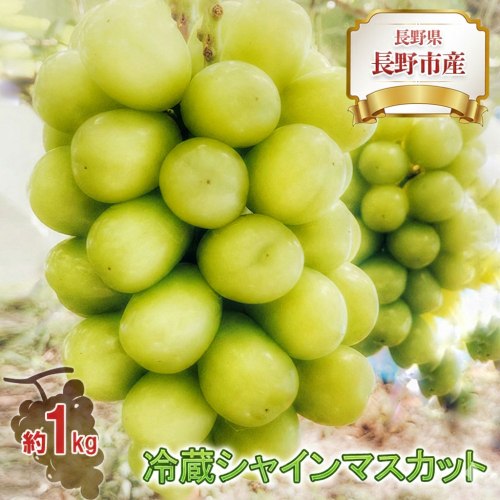 2026年産長野県長野市産冷蔵シャインマスカット　約1kg 607598 - 長野県長野市
