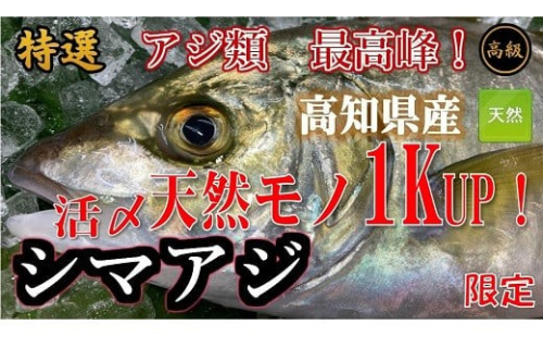 M5 希少 天然 旬 活〆シマアジ まるごと１尾 限定 高知県東洋町 Au Pay ふるさと納税