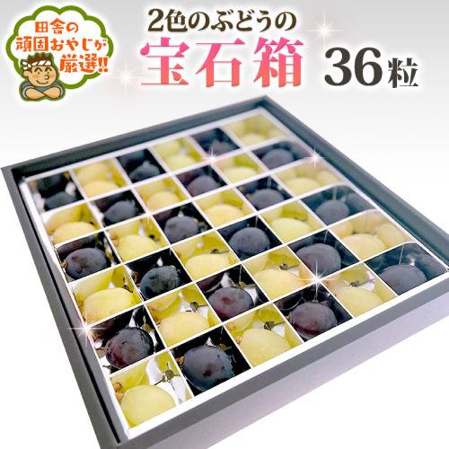 2色のぶどうの宝石箱 【令和6年8月中旬より発送開始】 田舎の頑固おやじが厳選！　			 [BI216-NT] 610524 - 茨城県つくばみらい市