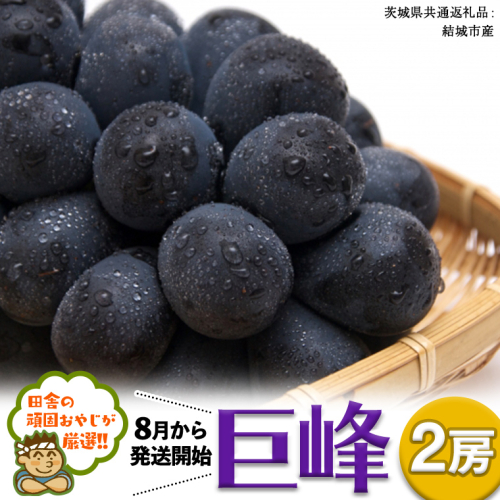 巨峰 ２房【2026年8月より発送開始】 （茨城県共通返礼品 [ぶどう]：結城市産） 田舎の頑固おやじが厳選！ [BI202-NT] 610659 - 茨城県つくばみらい市