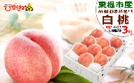 白桃 (品種おまかせ) 3kg (7～12玉) 東根農産センター提供　N-2369
