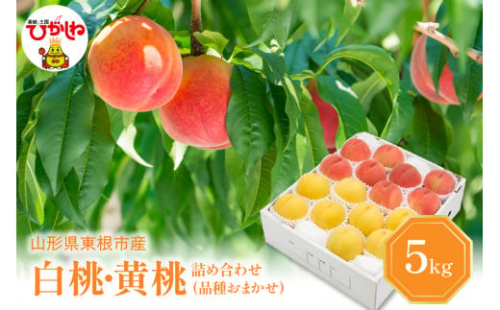 【2025年産 先行予約】 白桃 ＆ 黄桃 詰め合わせ (品種おまかせ) 5kg 東根農産センター提供 山形県 東根市 hi027-157-1