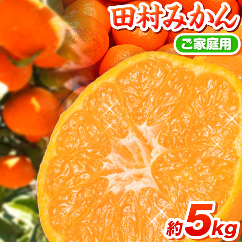 【先行予約】【ご家庭用 訳あり】田村みかん 5kg 株式会社魚鶴商店《2026年11月下旬-2027年1月下旬頃出荷》 和歌山県 日高町 柑橘 フルーツ 612844 - 和歌山県日高町