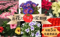 [№5850-1072]モリヒロ園芸が育てたお花とトマトの定期便（年間5回）