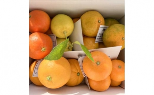R230-10　5種の柑橘詰め合わせセット（3kg箱入り） 614006 - 熊本県芦北町