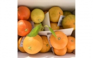 B199-08 5種の柑橘詰め合わせセット(3kg箱入り)
