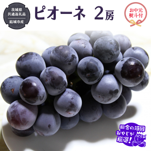 【お中元 熨斗付】 ピオーネ 2房 【2026年7月より発送開始】 （茨城県共通返礼品 [ぶどう]：結城市産） 田舎の頑固おやじが厳選！  ぶどう ブドウ 葡萄 大粒 ギフト お中元 甘い フルーツ 美味しい [BI268-NT] 617527 - 茨城県つくばみらい市