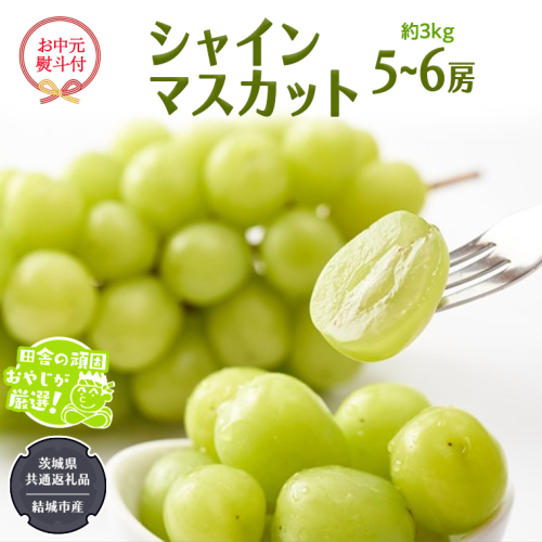 【お中元 熨斗付】 シャインマスカット 約3kg 5〜6房 【2026年7月より発送開始】 （茨城県共通返礼品 [ぶどう]：結城市産） 田舎の頑固おやじが厳選！  マスカット 種なし 高糖度 ギフト お中元 甘い 美味しい フルーツ [BI264-NT] 617538 - 茨城県つくばみらい市