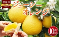みかん ジューシーオレンジ（ 河内晩柑 ）10kg のむちゃん農園【4月上旬～7月上旬発送予定】