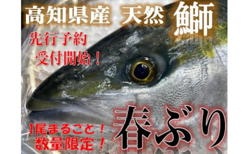 土佐の春ぶり 1本まるごと! M207 617995 - 高知県東洋町