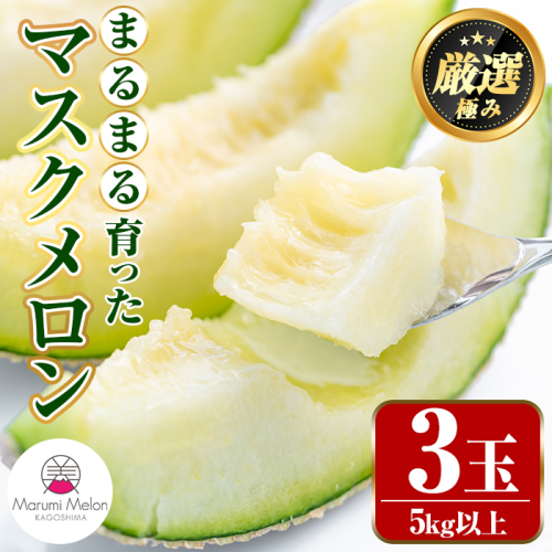 【0322204a】まるまる育ったマスクメロン(3玉・計5kg以上) マスクメロン フルーツ 果物 果実 5キロ 数量限定 期間限定【まる美園芸組合】 61859 - 鹿児島県東串良町
