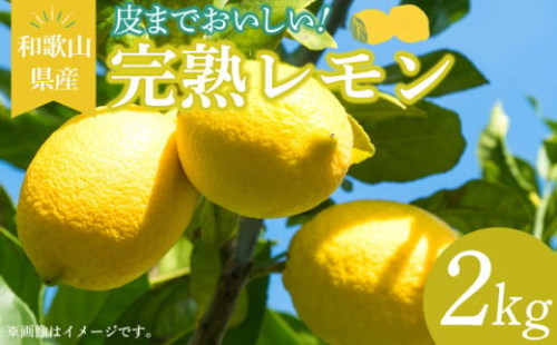 EA6010n_和歌山県産 完熟 レモン 2kg 皮まで使用可能（栽培期間中農薬不使用） 618859 - 和歌山県湯浅町