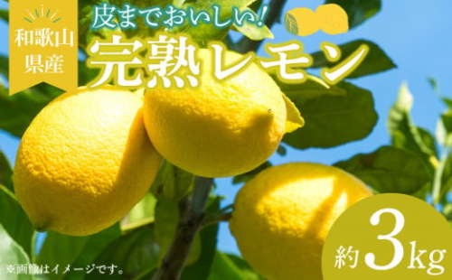 EA6011n_和歌山県産 完熟 レモン 3kg 皮まで使用可能（栽培期間中農薬不使用） 618958 - 和歌山県湯浅町