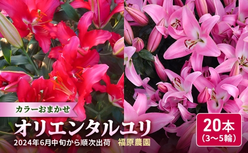 福原さん家のオリエンタルゆりの花束 10本(5~6輪) 619348 - 北海道豊浦町