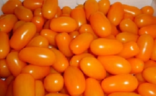 農業王国豊橋の『フルーツトマト　あまえぎみクレアオレンジ』１kgバラ