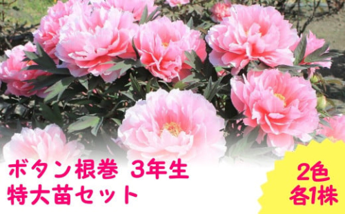 【先行予約】ボタン根巻 3年生 特大苗セット 2色各1株 （2025年9月中旬以降順次発送）新潟県 五泉市 新潟県花卉球根農業協同組合