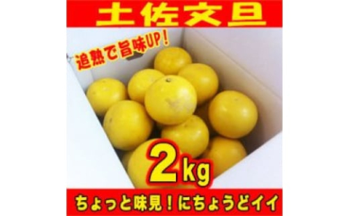訳あり土佐文旦2kg追熟旨味UP!家庭用サイズS～2Lブンタンぶんたん 623773 - 高知県高知市