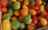 農業王国豊橋の『フルーツトマト　あまえぎみ（オレンジ、グリーン）とクレア（レッド、オレンジ、イエロー）の５色MIX』１kgバラ
