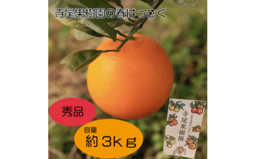 AK-11 キナリ完熟「春はっさく」　秀品　3kg(土居町天満産) 624263 - 愛媛県四国中央市
