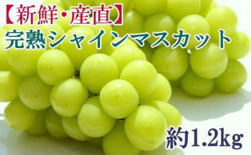 [新鮮・産直]和歌山県産完熟シャインマスカット約1.2kg ★2025年8月下旬頃より順次発送【TM182】 624432 - 和歌山県上富田町